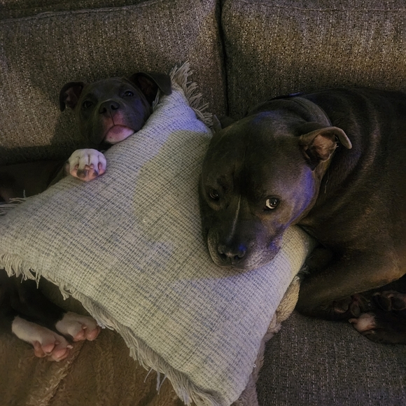 Meet your Posher, Nicole - Picture 2 of 2